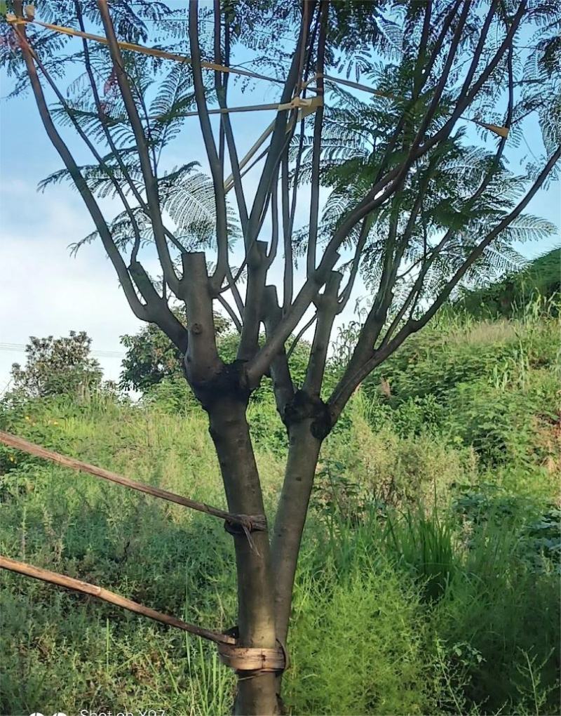 蓝花楹自留地种植价格可以再商议量大从优电话联系