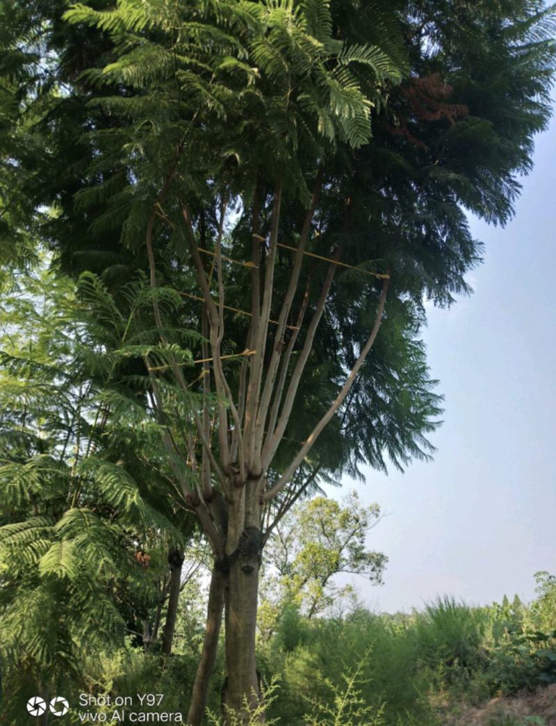 蓝花楹自留地种植价格可以再商议量大从优电话联系