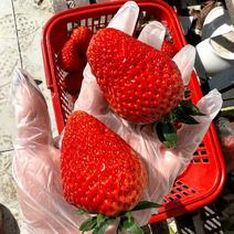 精品红颜草莓，全国发货，对接全国商超，电商，一手货源