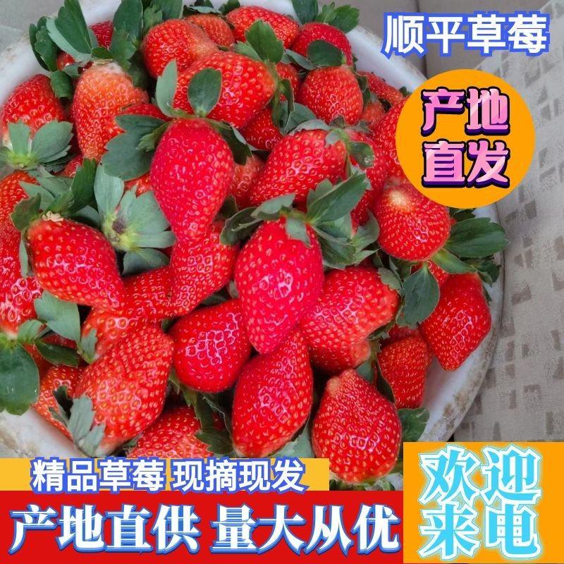 河北顺平草莓大量供应，基地直发，可视频看货