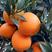 纽荷尔脐橙秭归脐橙长虹脐橙可视频看货果园现摘现发