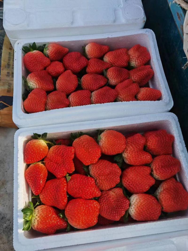 河北顺平草莓大量供应，基地直发，可视频看货