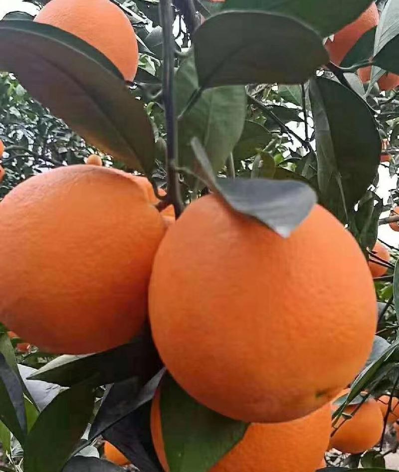 纽荷尔橙长虹脐橙挂树鲜橙基地果园看货现摘