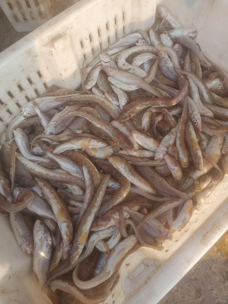粘鱼