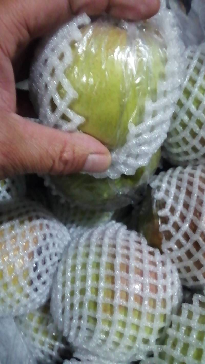 山西雨露香梨，差产地直发，可视频看货，诚信代办。