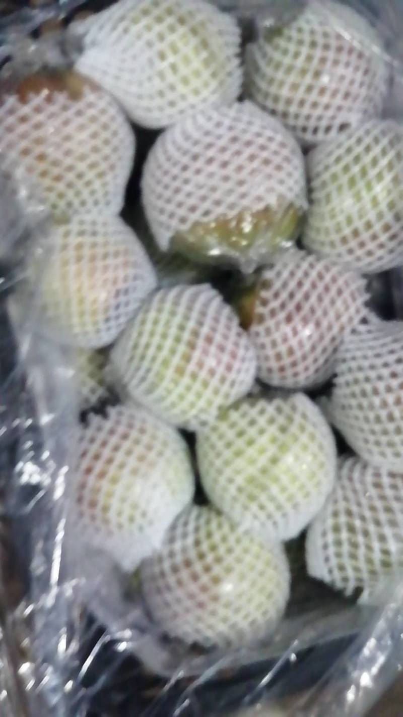 山西雨露香梨，差产地直发，可视频看货，诚信代办。