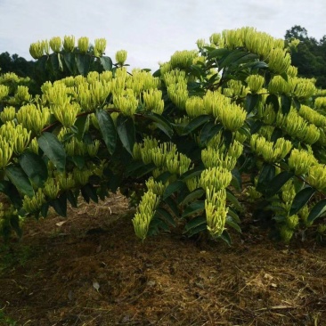 湘雷金银花苗