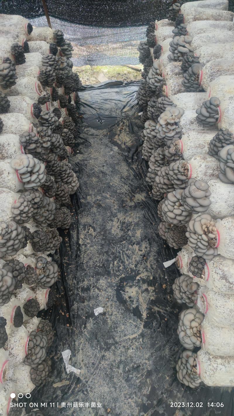贵州菇乐丰菌业有限公司鲜平菇基地产销