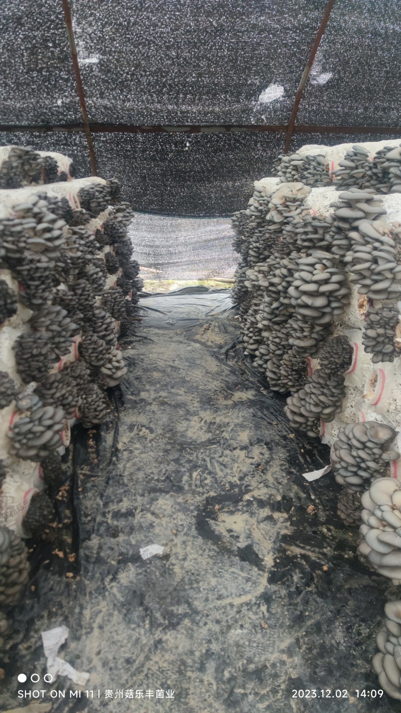 贵州菇乐丰菌业有限公司鲜平菇基地产销