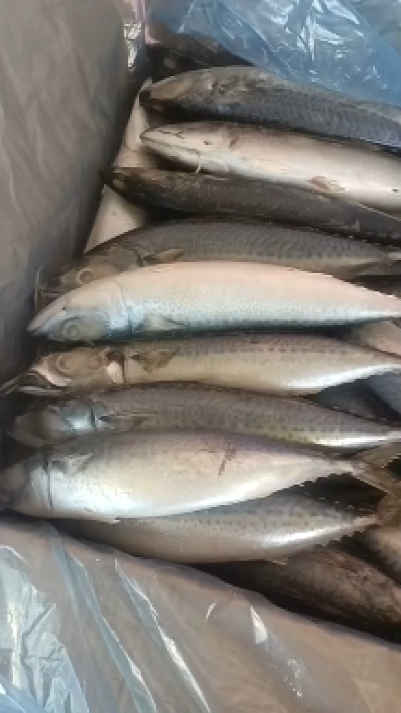 鲅鱼鲐鲅鱼路冻4-6两整箱19.5斤今年新鱼