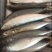 鲅鱼鲐鲅鱼路冻4-6两整箱19.5斤今年新鱼