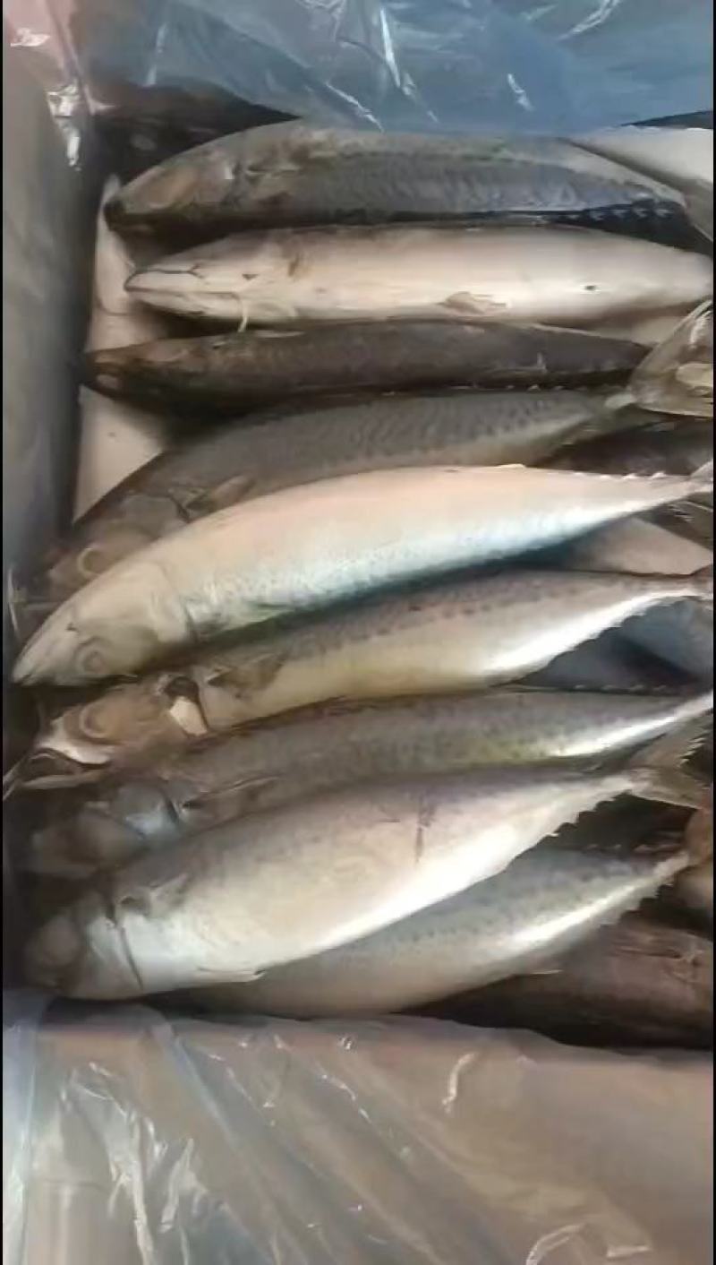 鲅鱼鲐鲅鱼路冻4-6两整箱19.5斤今年新鱼