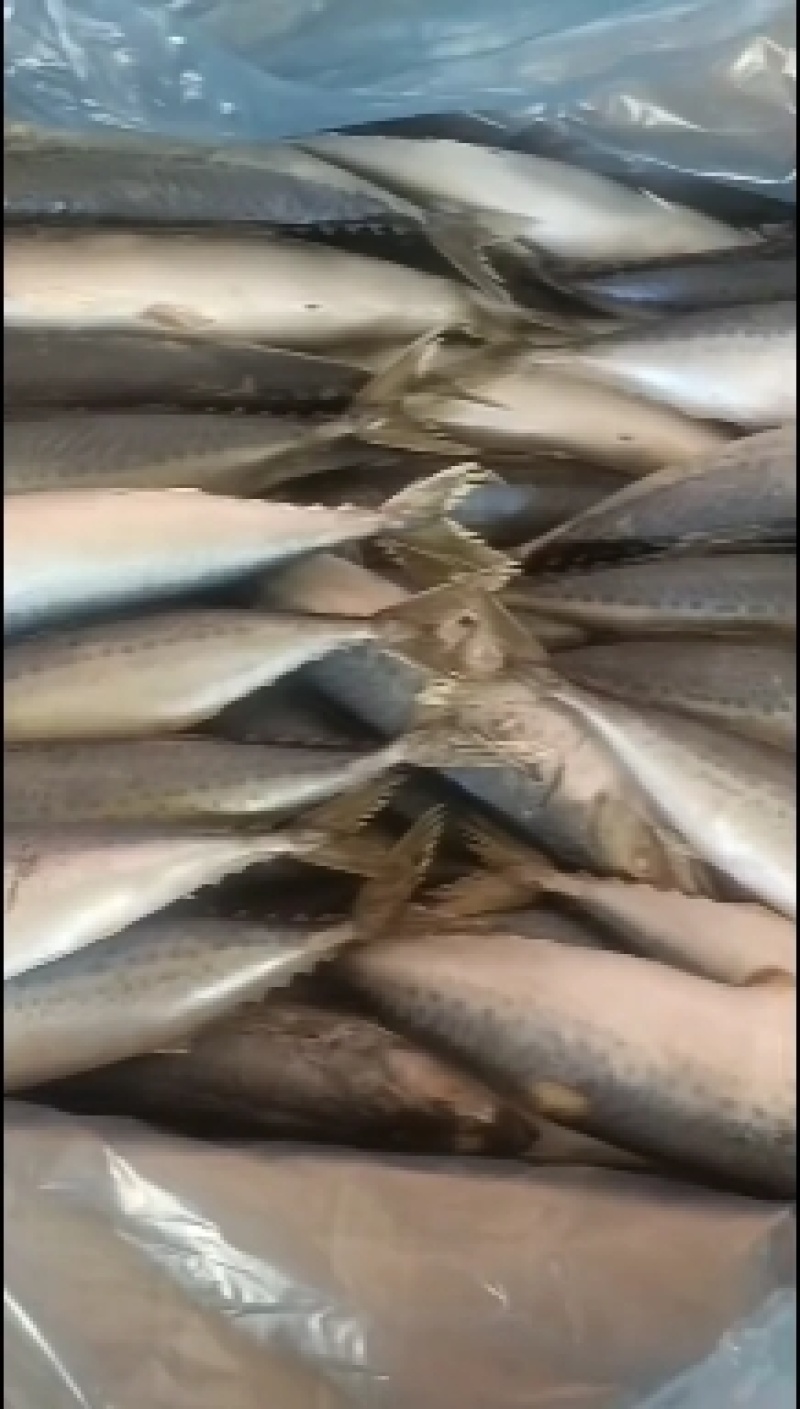 鲅鱼鲐鲅鱼路冻4-6两整箱19.5斤今年新鱼