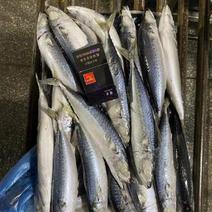 鲅鱼鲐鲅鱼路冻4-6两整箱19.5斤今年新鱼