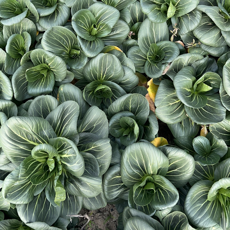 青梗小仔
