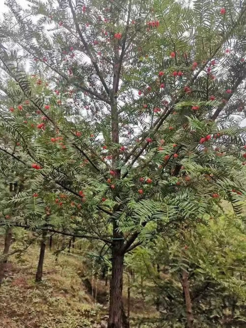 杉树