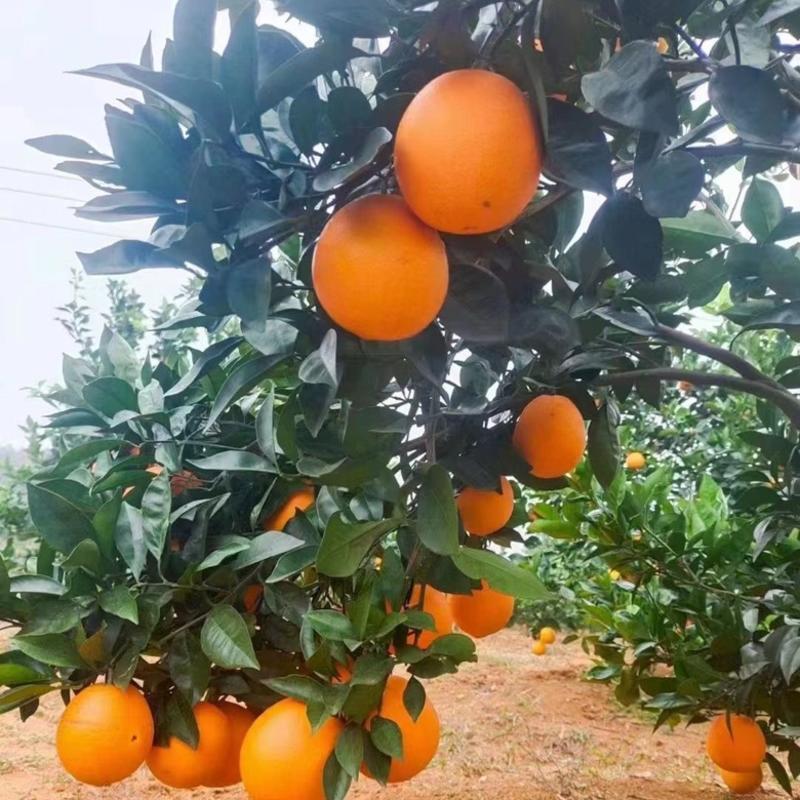 【热卖】湖北橙子纽荷尔脐橙现摘现发全国发货欢迎咨询