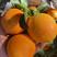 【热卖】湖北橙子纽荷尔脐橙现摘现发全国发货欢迎咨询