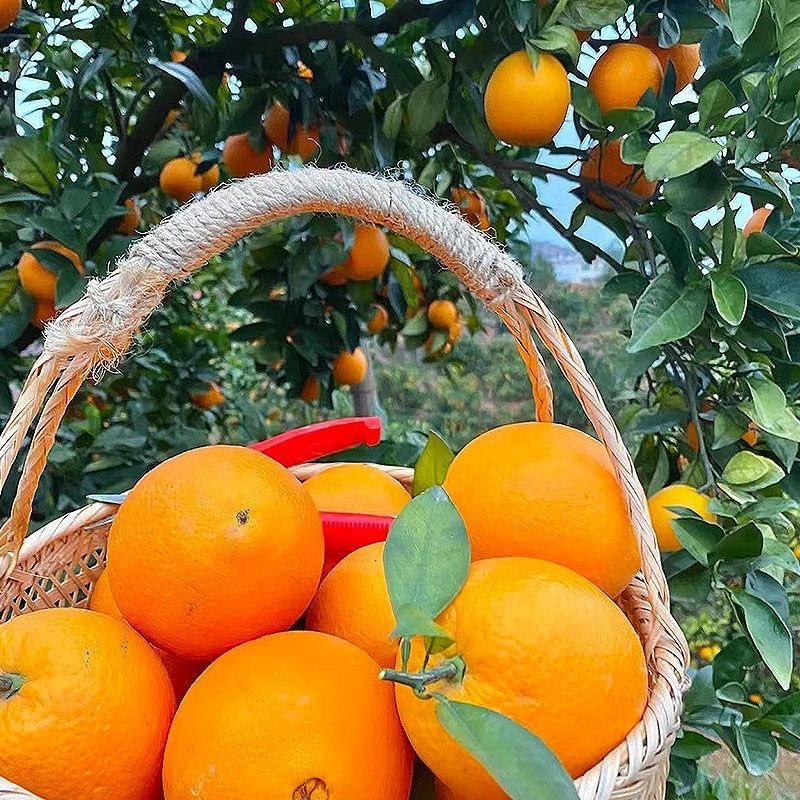【橙子】湖北长虹脐橙大量供应入口化渣品质保证欢迎咨询