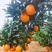 【橙子】湖北长虹脐橙大量供应入口化渣品质保证欢迎咨询