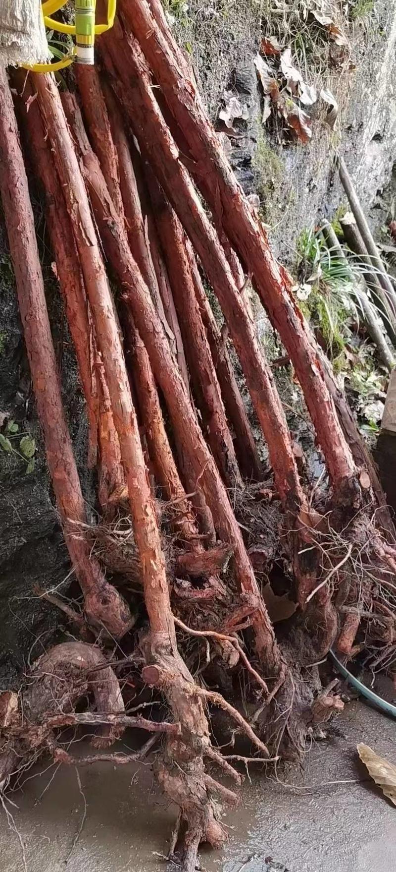 山木香红藤