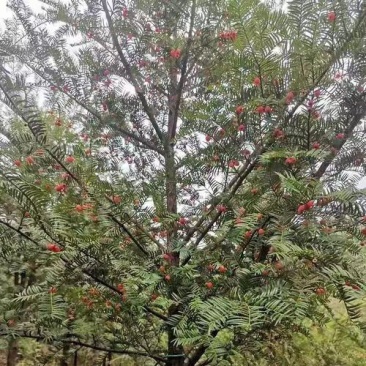红豆杉