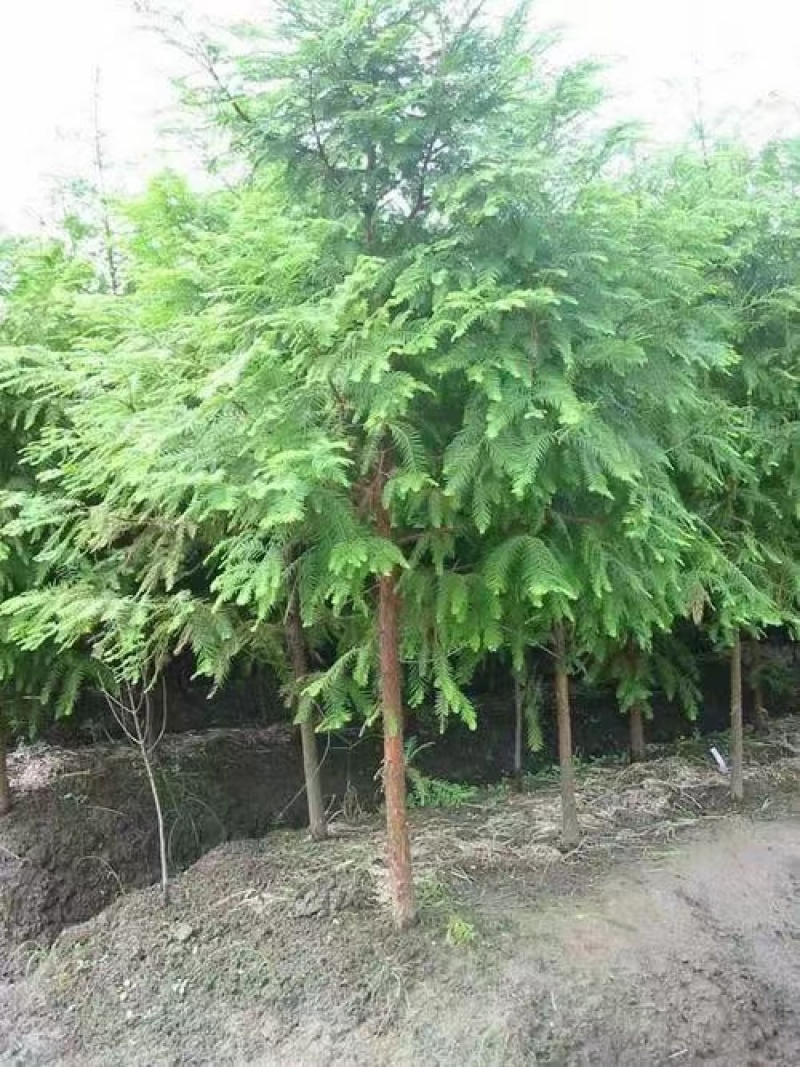 红豆杉