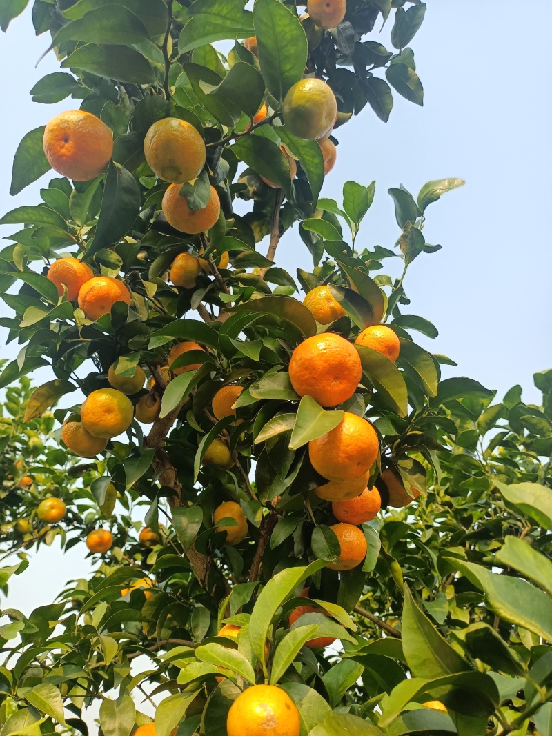 正宗加蜜沙糖橘上市中