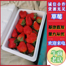 顺平县草莓基地久久藏香辛风大量现货欢迎来电