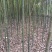 光杆香樟树单杆移栽2-3-4-5-6公分