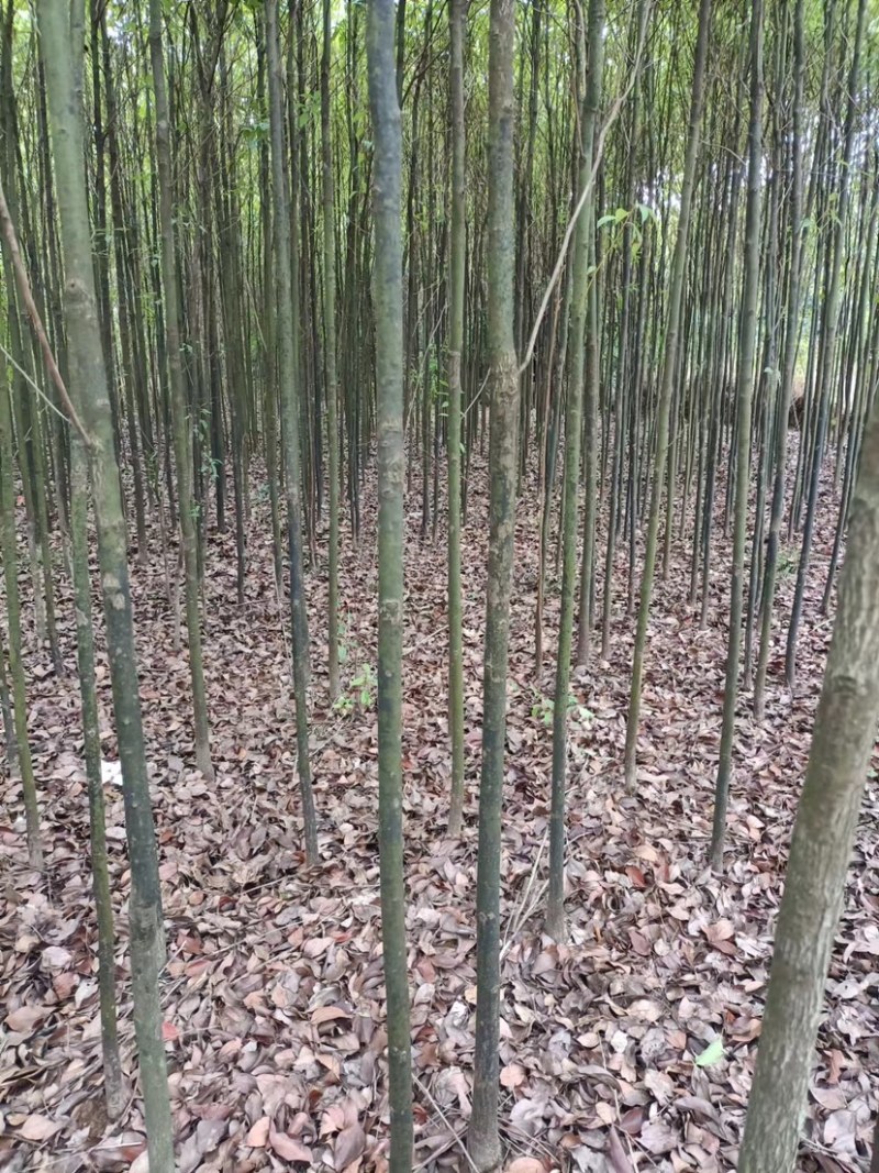 光杆香樟树单杆移栽2-3-4-5-6公分