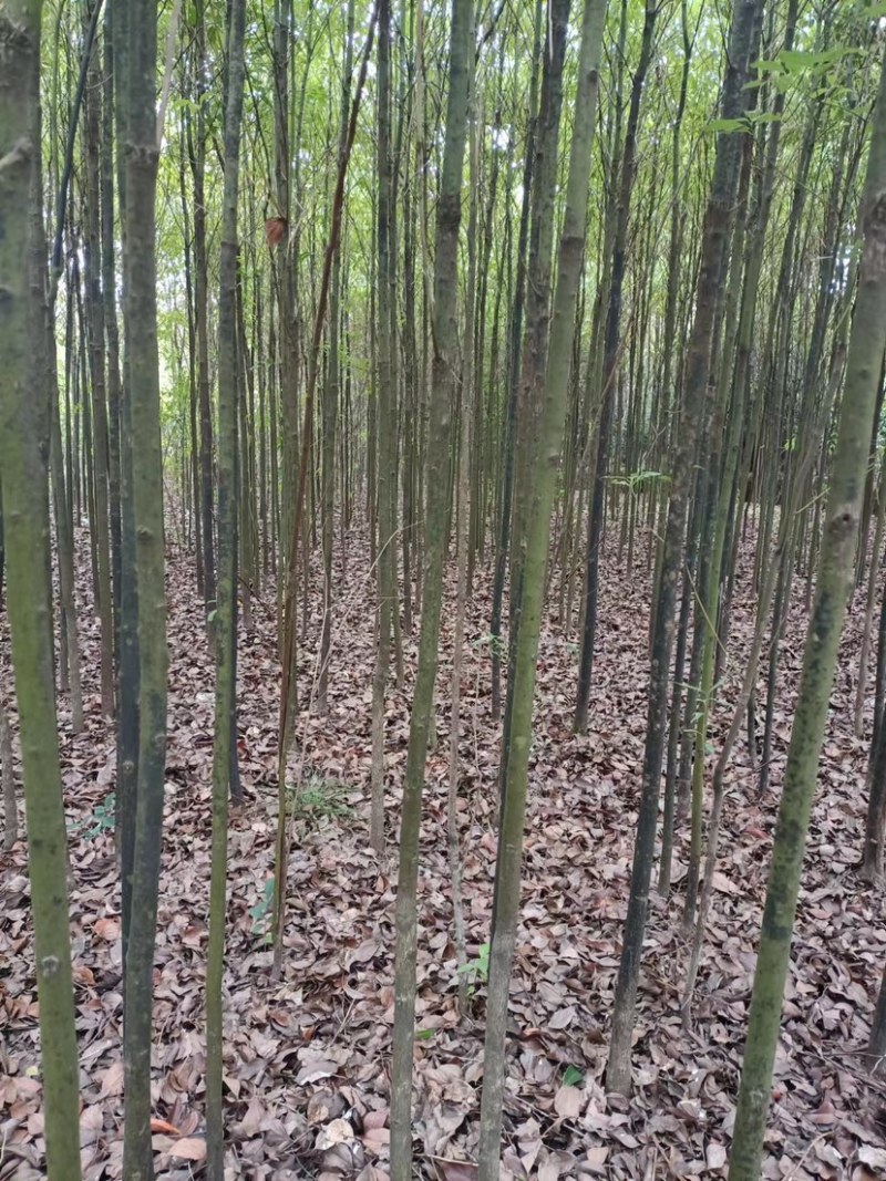 光杆香樟树单杆移栽2-3-4-5-6公分