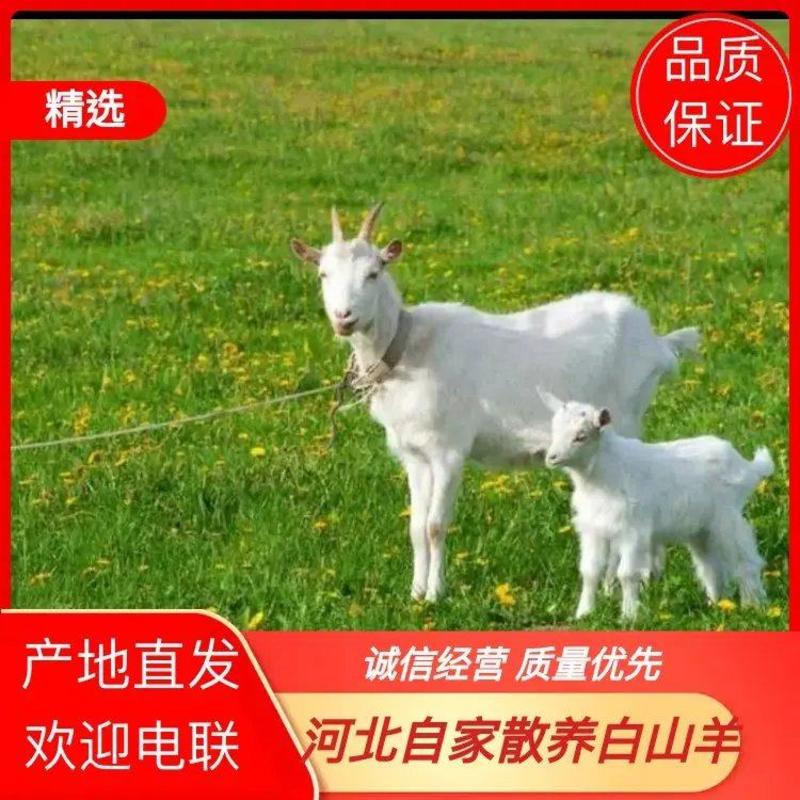 【山羊】河北波尔羊，白山羊羊羔怀孕母羊