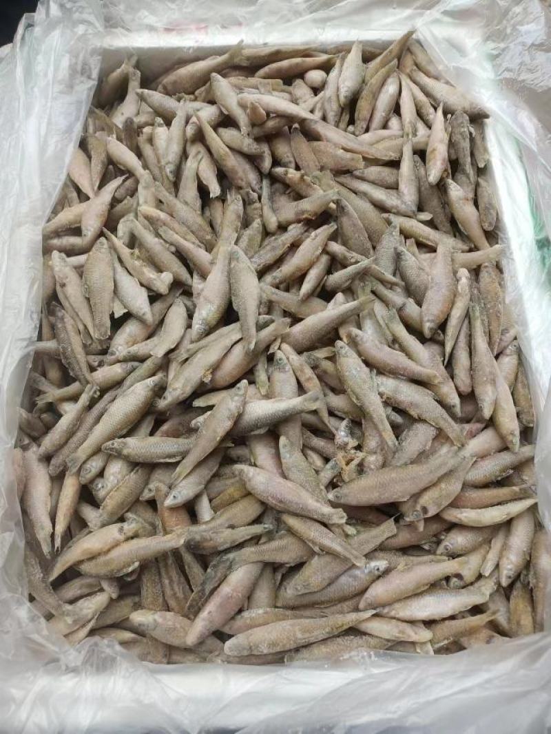 大量供应单冻麦穗鱼