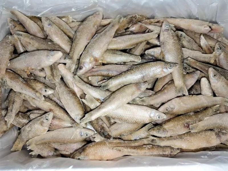 大量供应单冻麦穗鱼