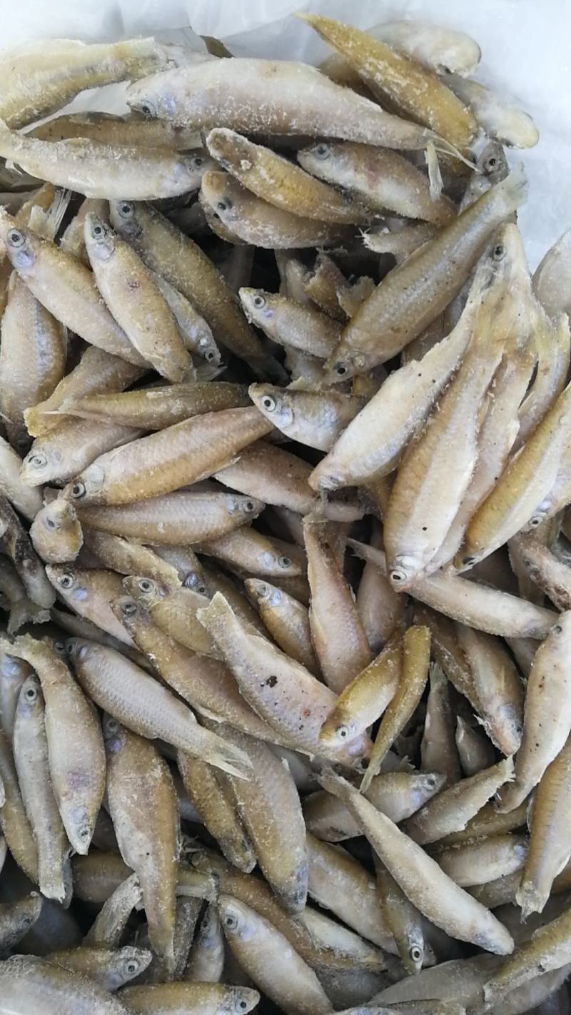 大量供应单冻麦穗鱼