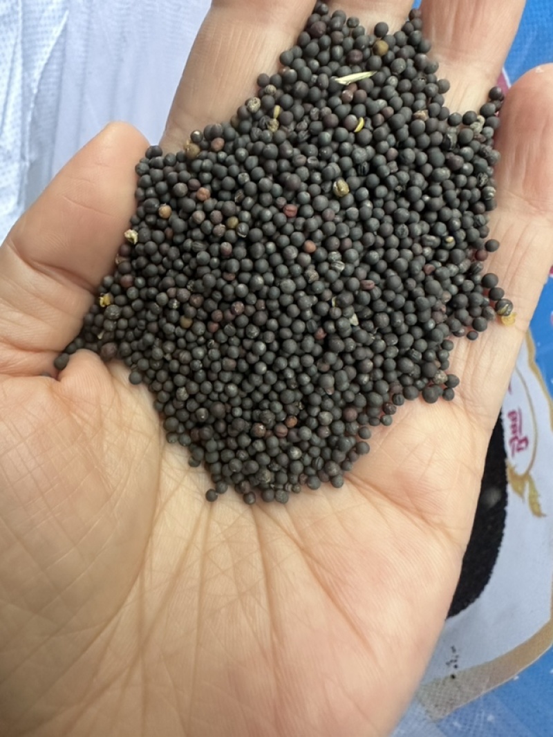 华杂50油菜籽