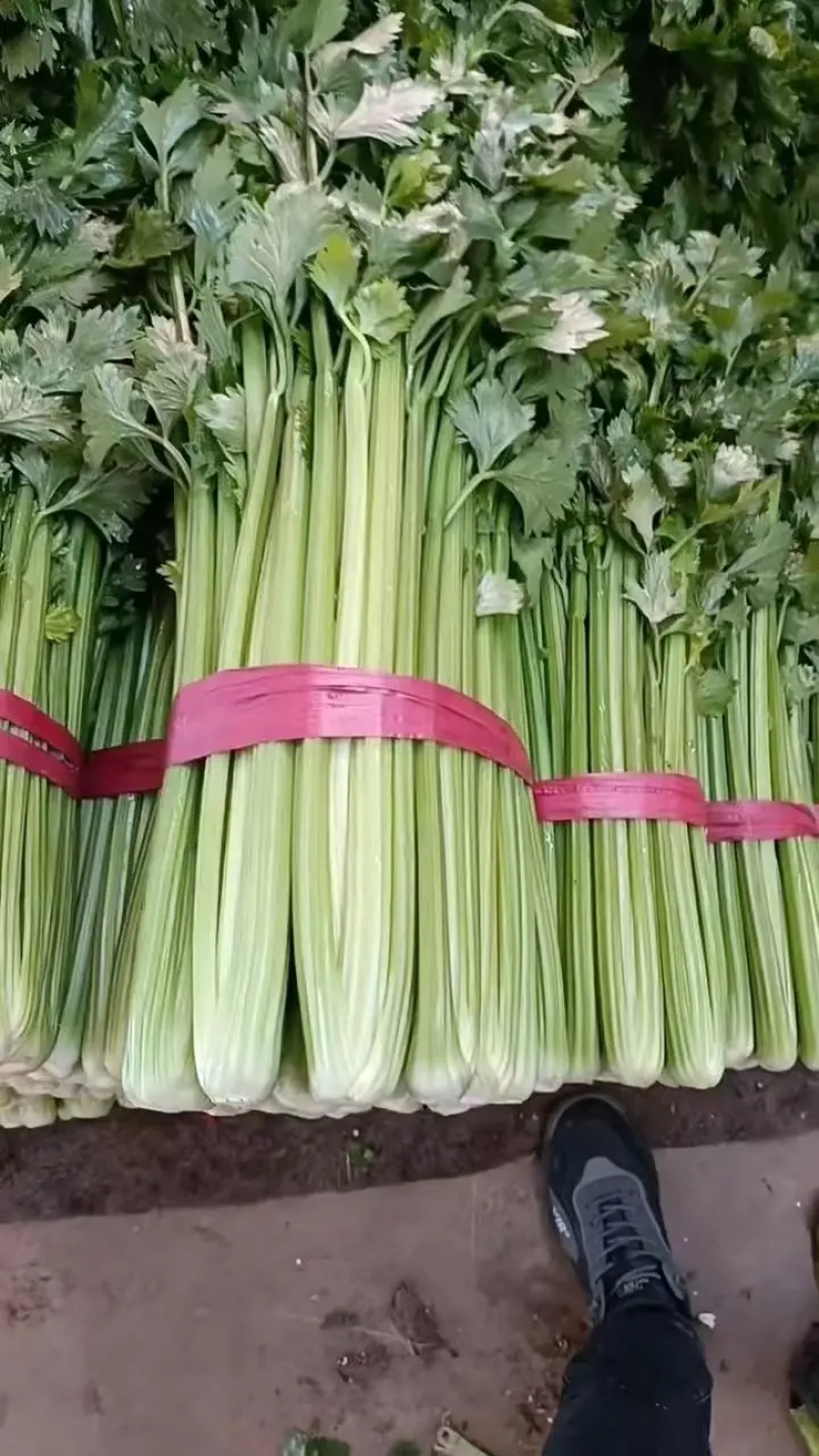 【推荐芹菜】西芹法国皇后河南大棚种植叶绿杆亮量大从优欢迎电联