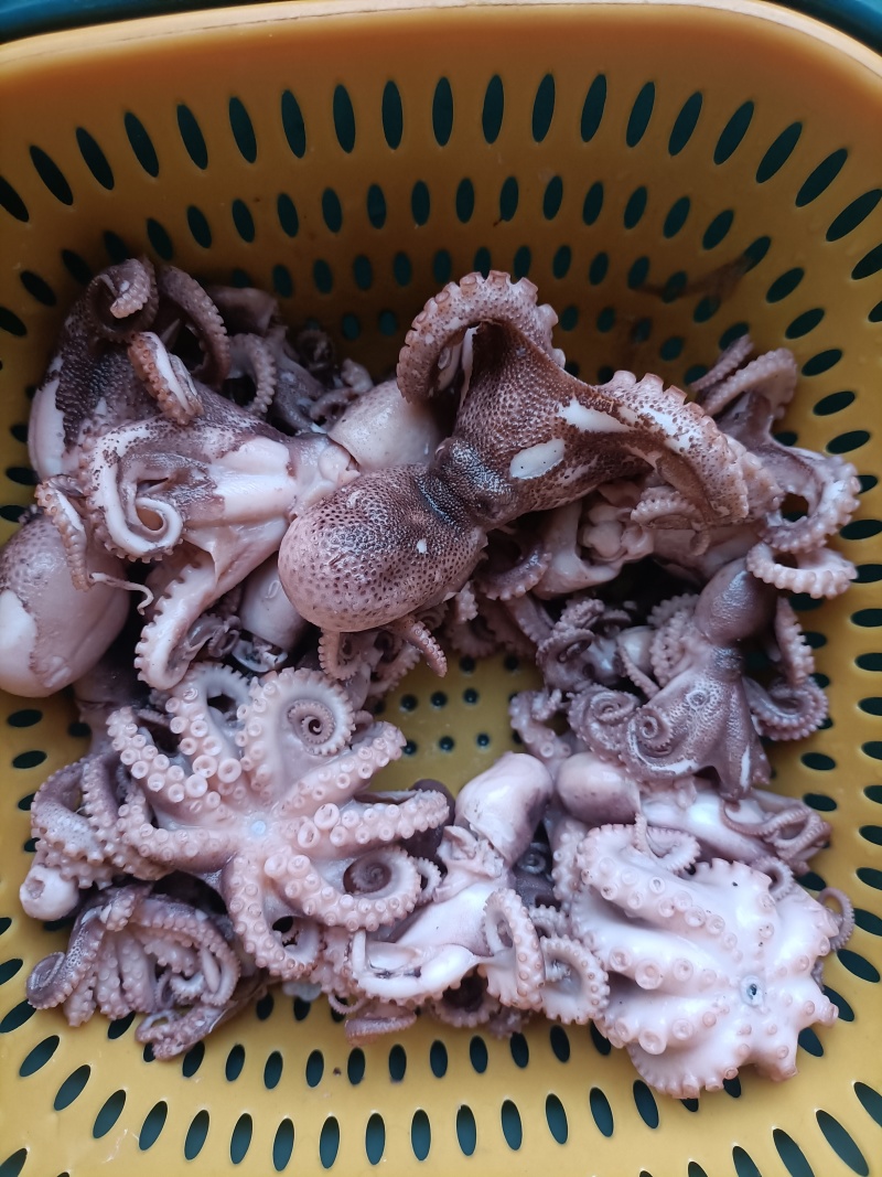 八爪鱼