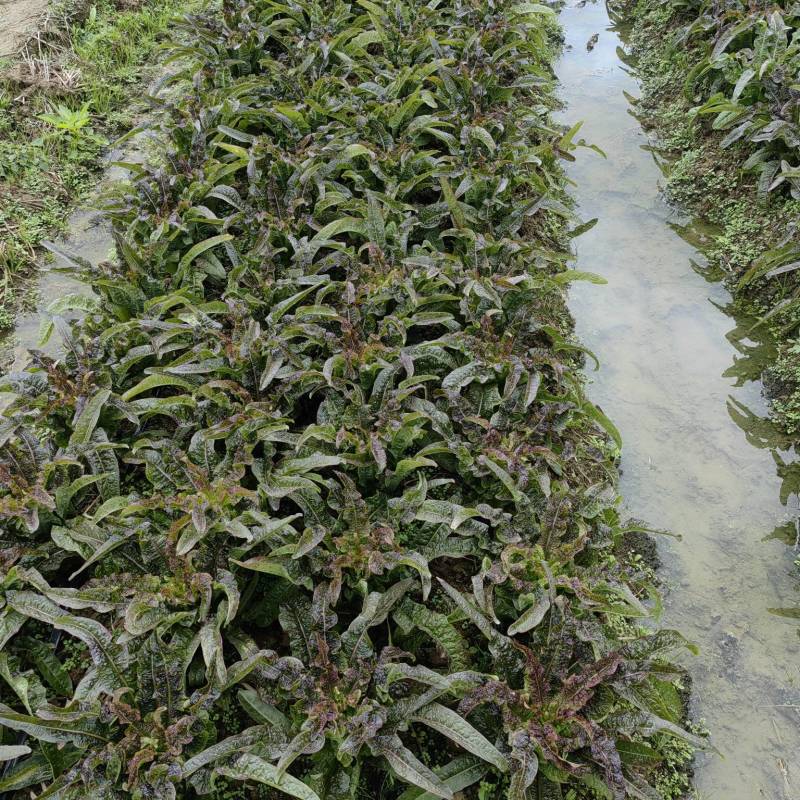 莴笋大量莴笋开始预售0.6～0.65元每斤