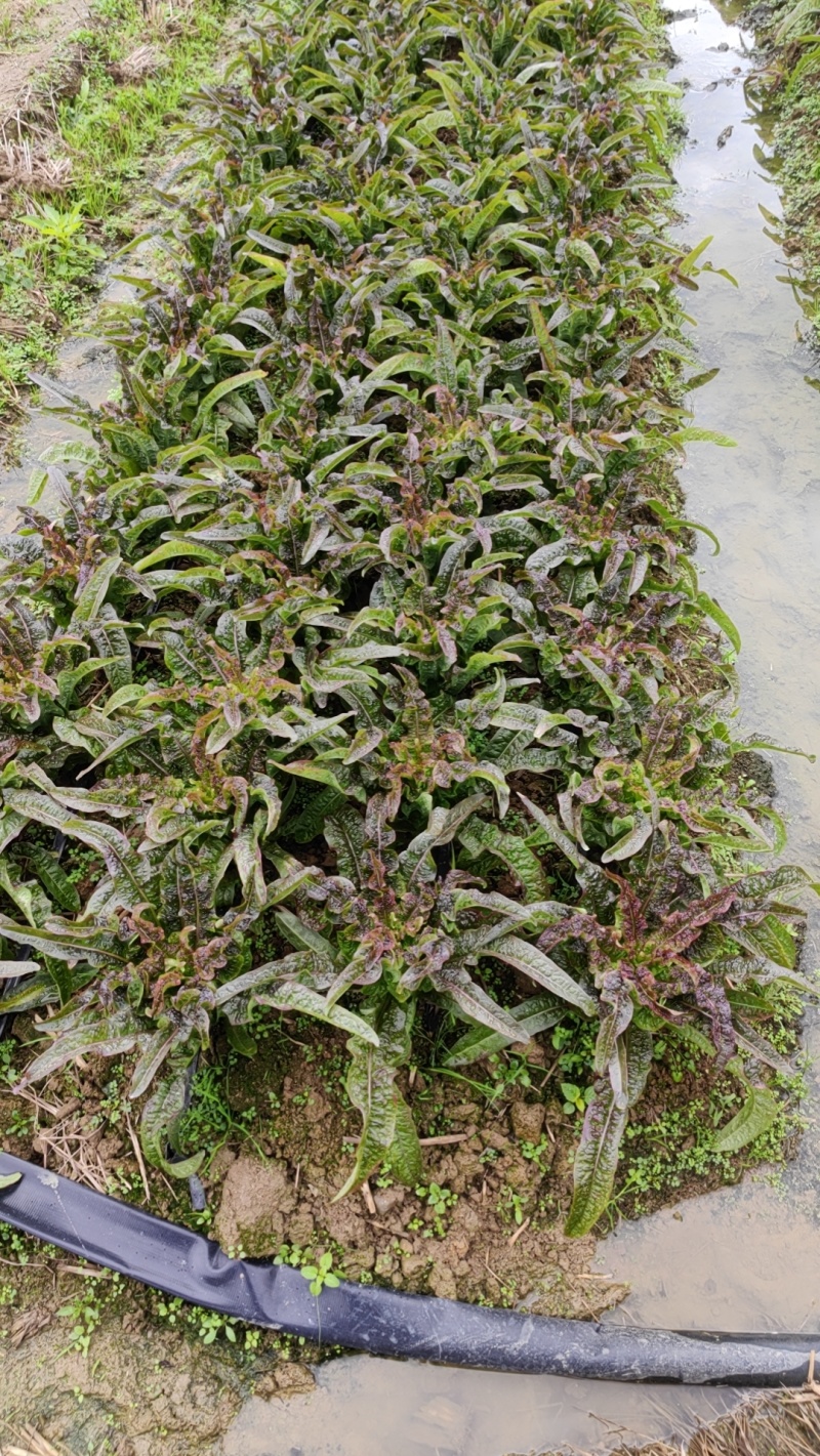 莴笋大量莴笋开始预售0.6～0.65元每斤