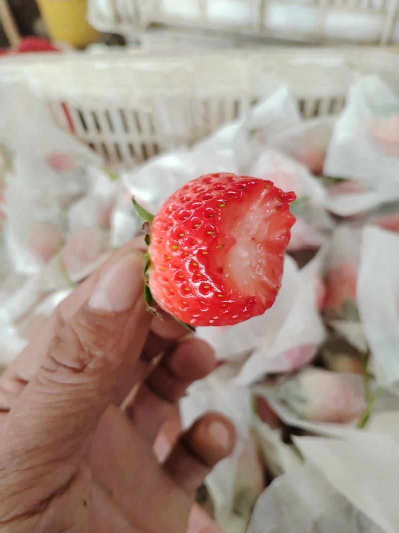 精品山东草莓甜宝香野淡雪产地直发，支持落地配一件代发