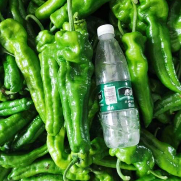 万亩精品鲜辣椒301辣椒芜湖椒现摘现采全国超市市场直供