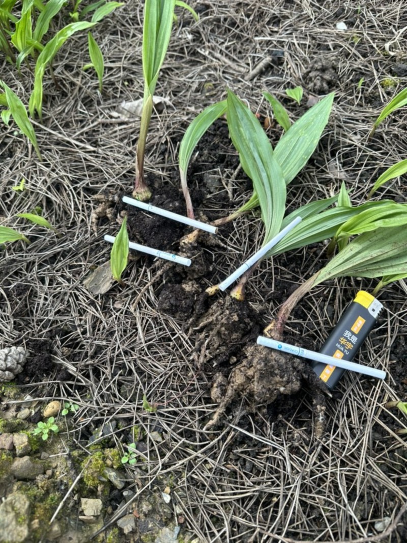 毛慈菇苗大量供应，陕西山阳基地直发，量大从优，现挖现发