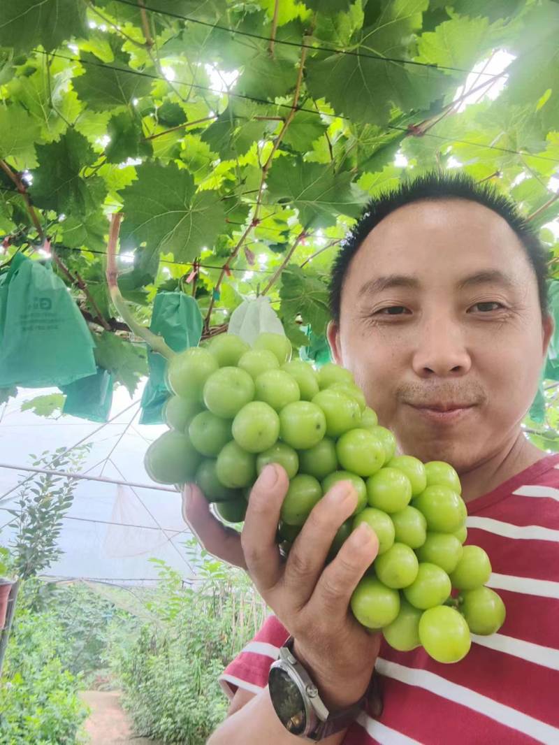 简阳市雷家镇九龙滩村同鑫葡萄园欢迎你的到来