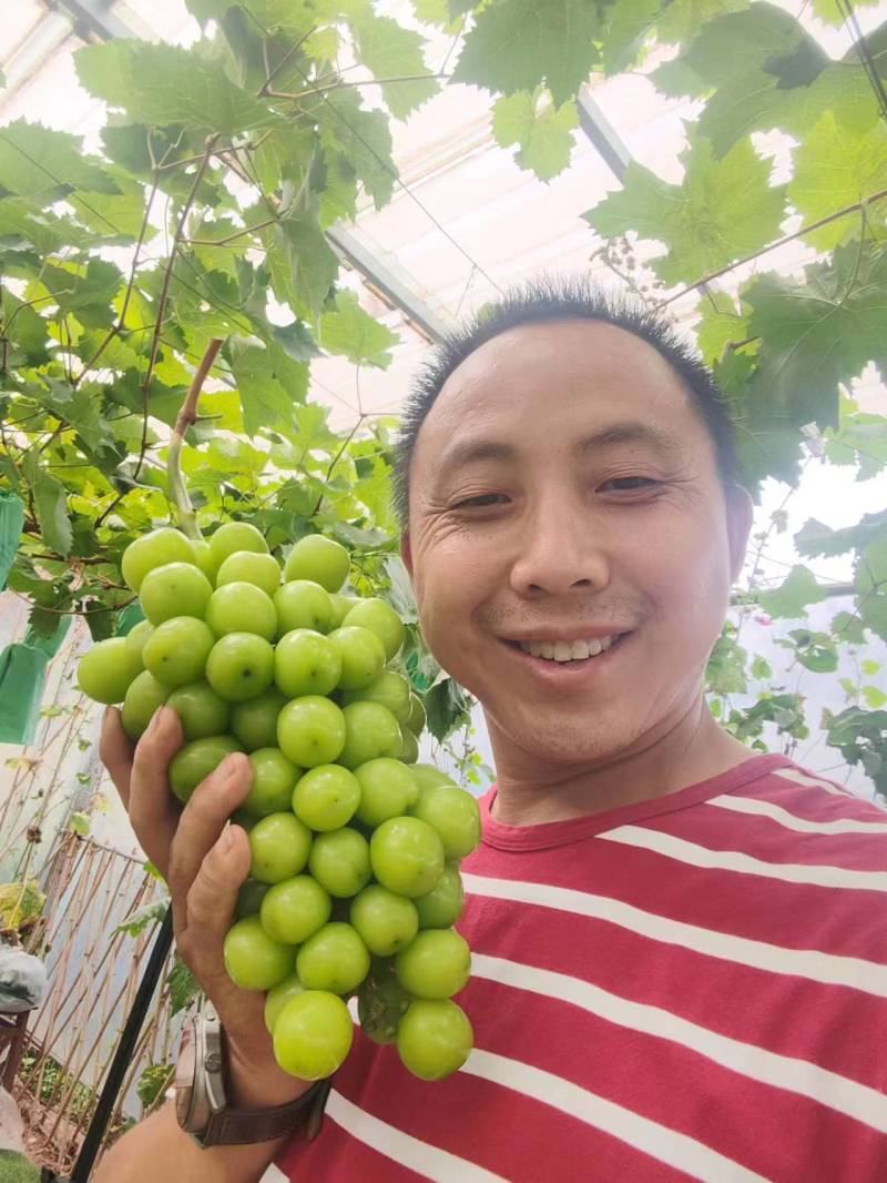 简阳市雷家镇九龙滩村同鑫葡萄园欢迎你的到来