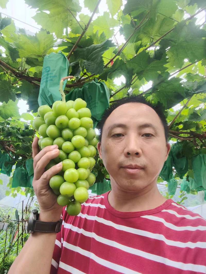 简阳市雷家镇九龙滩村同鑫葡萄园欢迎你的到来