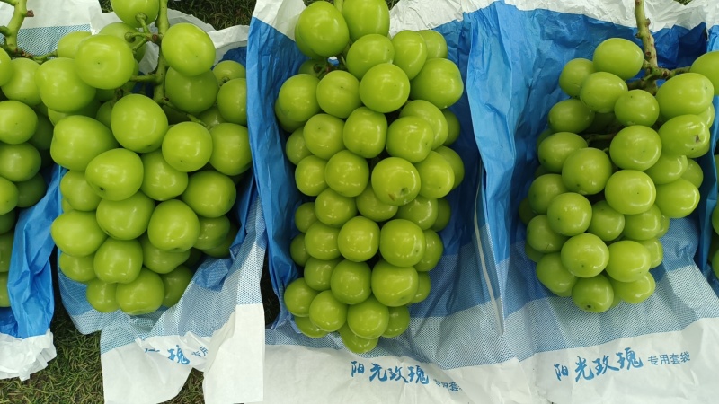 简阳市雷家镇九龙滩村同鑫葡萄园欢迎你的到来