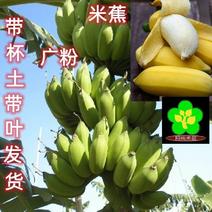 广粉一号抗菌粉蕉福建天宝香蕉苗脱毒苗金粉苹果蕉