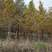 10-12公分精品水杉，易成活，保质保量